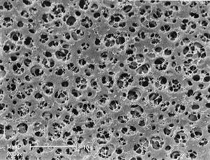 11107-47-N德国赛多利斯Sartorius醋酸纤维素膜0.2um